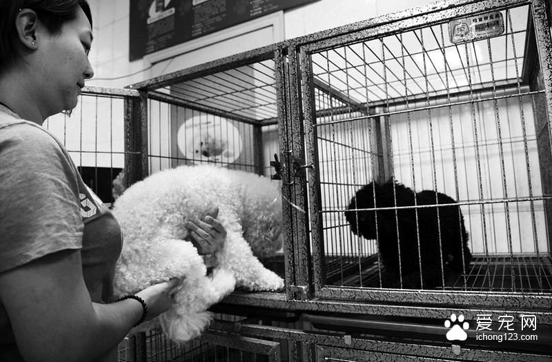 国庆长假有证宠物狗可寄养到宠物店