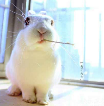 看神马看，没见过流氓啊