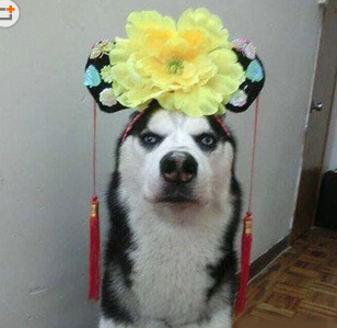 怎么有种容嬷嬷的即视感