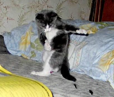 欧巴，江南style