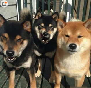 拍照总会有抢镜的，二汪也不例外