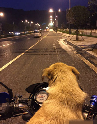 “妈妈！那个人好像一条狗啊”