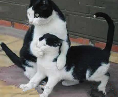 嘘...别说话，有只狗正在找我