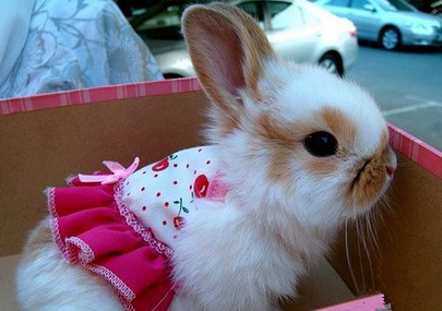 好可爱的兔妹妹，真想抱抱它