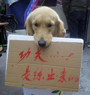 汪，你一定吃了很多苦。。。