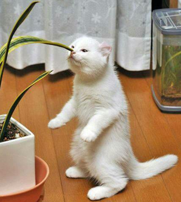 这个应该可以吃吧