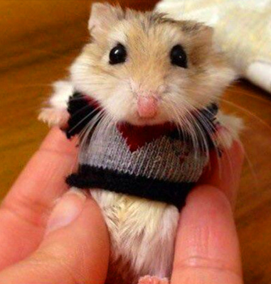 今天穿上新衣裳