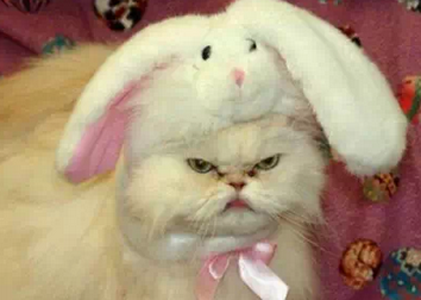 看什么看，没见过这么可爱的兔子吗