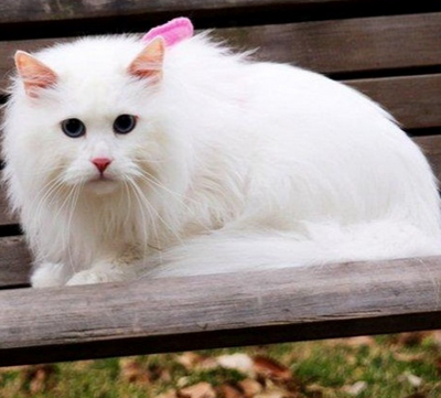 undefined{{pos:,w:,h:}}