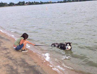 汪星人爱上了大海不走了