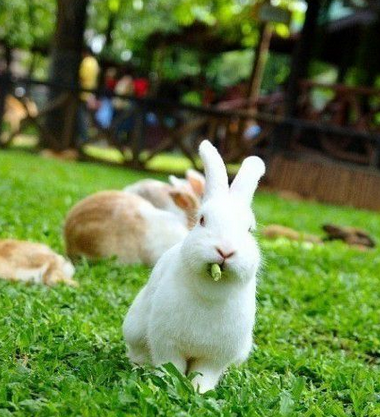 兔星界中的发哥，酷！