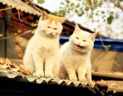 腹黑喵：交往吧，不答应推你下去哦