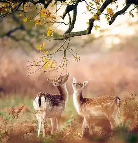 这是要入秋了吧