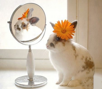 你们说世界上最漂亮的兔兔是我吗