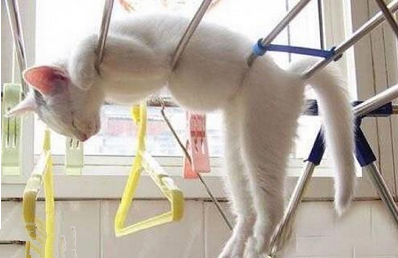 晾干了叫我本喵先睡会儿