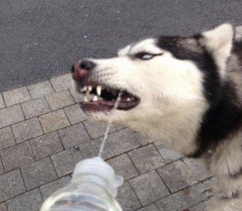 汪星人独特的喝水方式