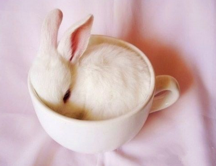 兔子，你给我出来