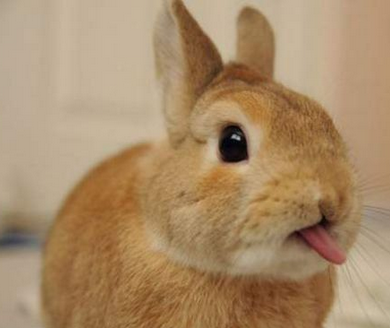 超可爱的小兔兔，萌死啦
