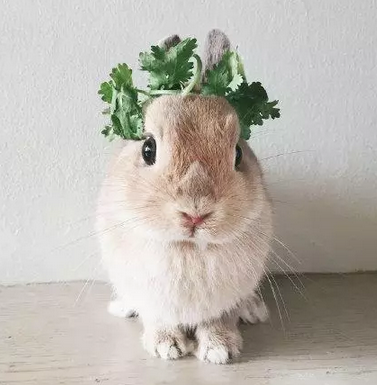 有颜就是任性 带香菜也美美哒！