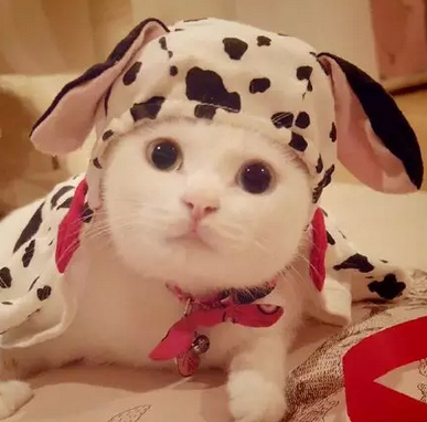 自带美瞳的喵，白胖美，美呆