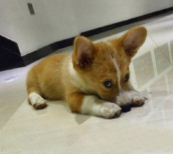 主淫我错了下次不敢了