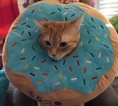 喵星人的耻辱圈