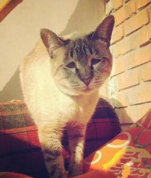 主人，我想出去玩