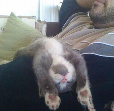 喵，你能不能像你爸那样睡的委婉点