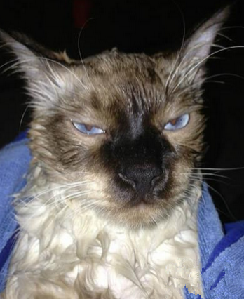 我说了我讨厌洗澡