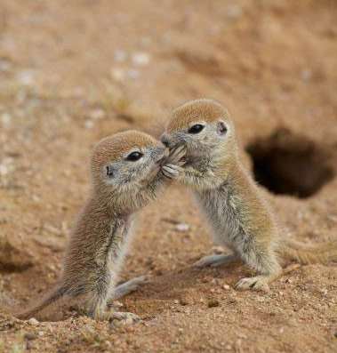 你们也玩亲亲吗