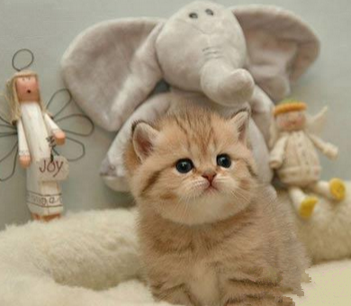 最受不了这呆萌的无辜小眼神