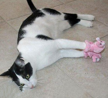 被穿小鞋的喵星人