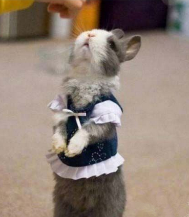 主人，您回来了！