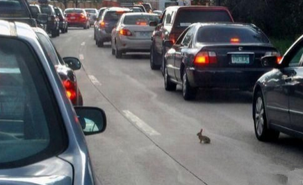 这里危险啊，小兔子