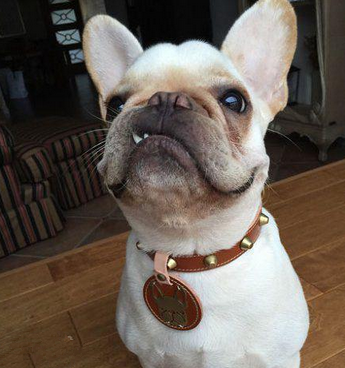 一只傲娇的汪星人