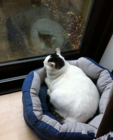 看来我该减肥了