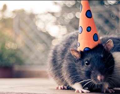 帽子好像不太适合你