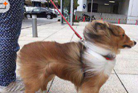 风一样的汪星人