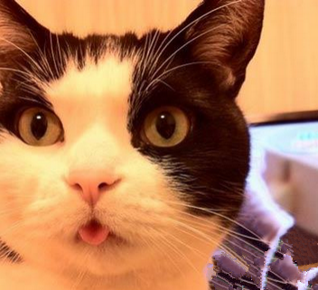 想看喵喵吐舌的样子吗，桌上放盘泡椒鸡爪试试