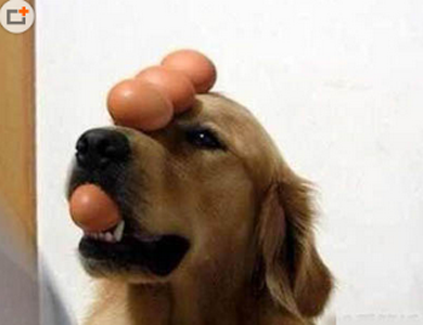 汪星人的定力杠杠的