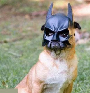 喵星人要不要和我一战