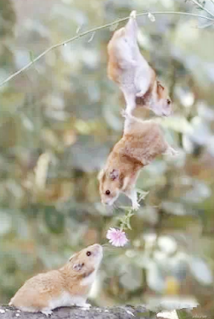 连小动物都会搞浪漫了