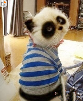 我像不像熊猫？ 