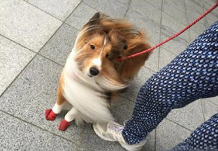 第一次理解在风中凌乱成狗是啥意思……