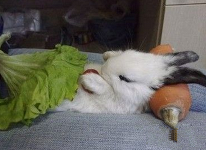 幸福就是枕着胡萝卜，抱着西红柿，盖着大白菜