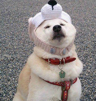 二货主人你赶紧给我摘下来