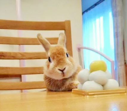 铲屎的你看我萌么~