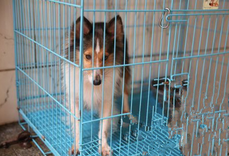 男子为还啤酒人情 偷走价值2.8万元宠物狗送朋友被刑拘