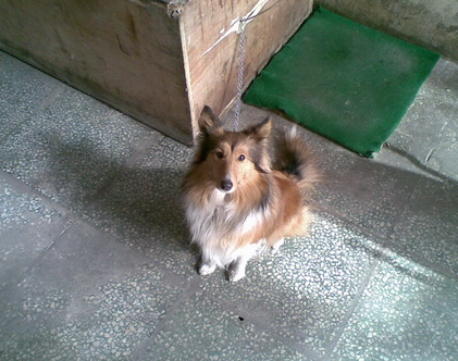 男子为还啤酒人情 偷走价值2.8万元宠物狗送朋友被刑拘