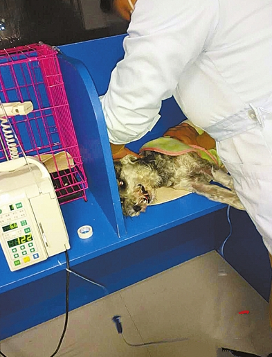 小区多只宠物狗误食东西死亡 疑似有人投毒